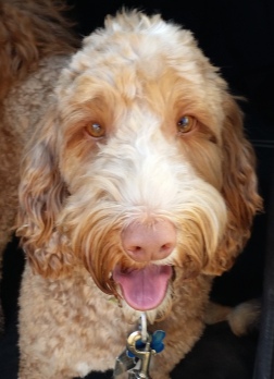 Barley...A lively and loyal Labradoodle