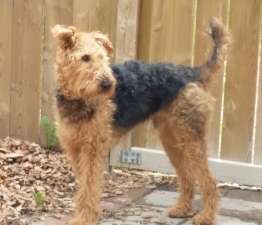 Bentley the Airedale