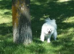 Kenai...a mini American Eskimo that certainly knows her own mind. And smiles...