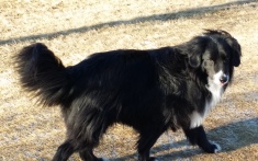 Lacy - A gentle Border Collie