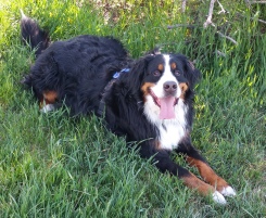Wrigley - an enthusiastic and friendly Bernese