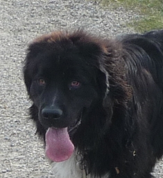 Storm - a beautiful and gentle-natured Newfoundland.