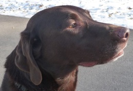 Enzo - a handsome chocolate Labrador that likes F1 motor racing