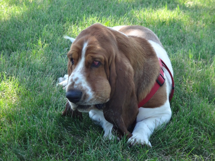 Pete the Basset Hound with ball in mouth