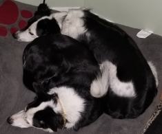 A knot of collies