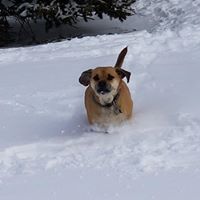 Dexter the snowplow
